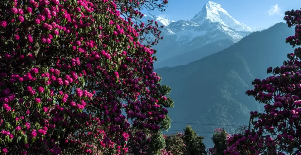 Annapurna by Rhododendons